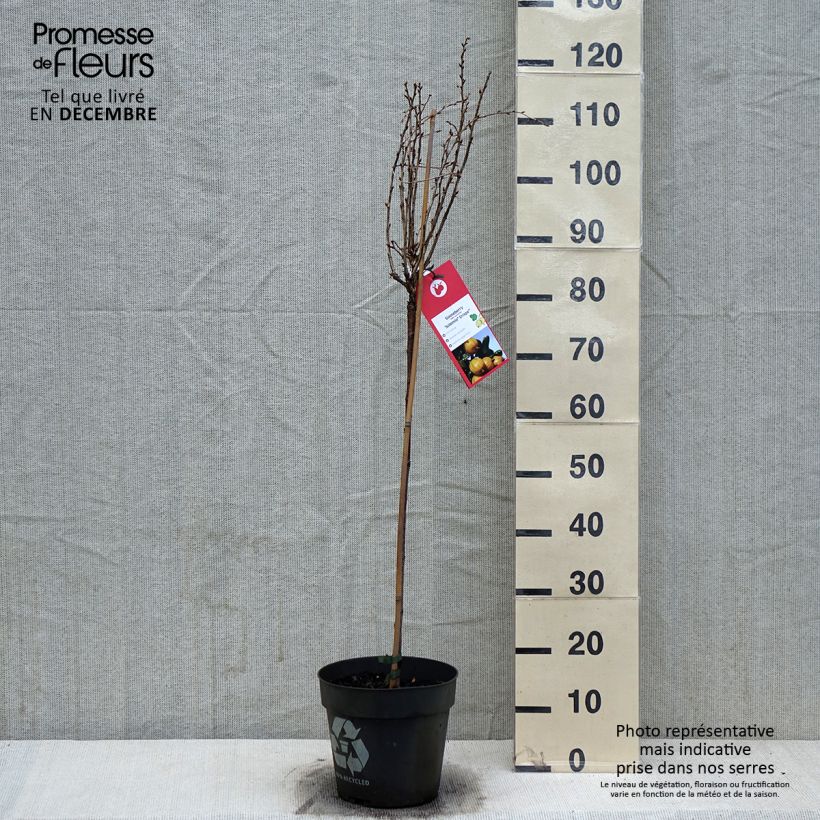 Exemplaar van Groseillier à maquereaux Crispa Solemio - Ribes uva-crispa Pot van 6 l/7 l zoals geleverd in de winter