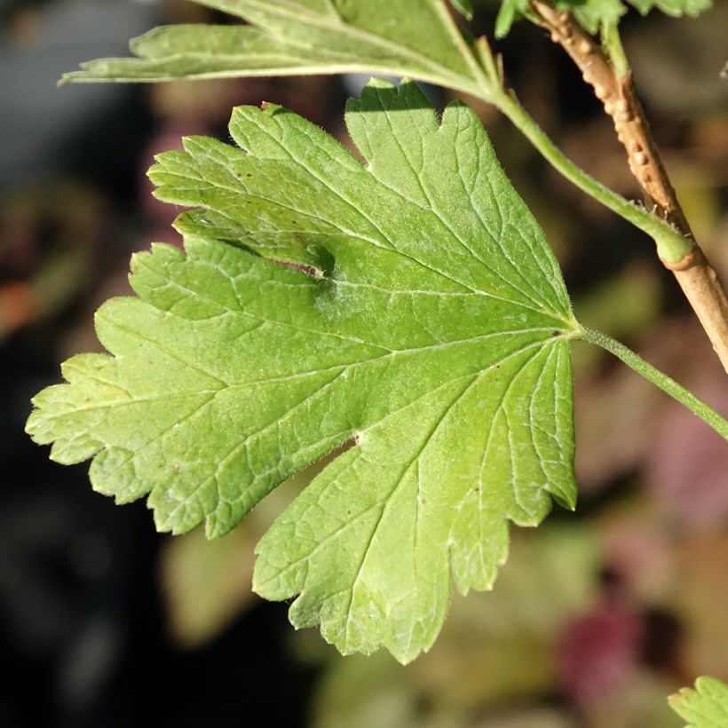 Kruisbes Easycrisp® Lady Late (Blad)