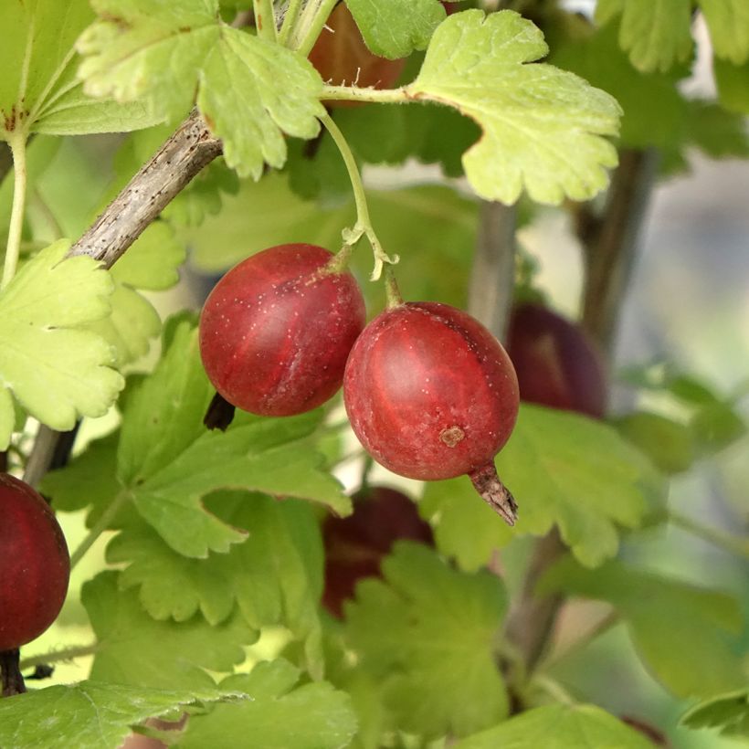 Kruisbes Easycrisp® Lady Late (Oogst)