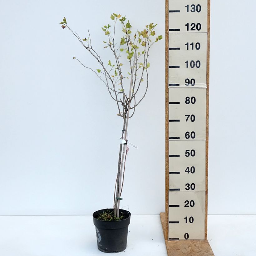 Exemplaar van Kruisbes Easycrisp® Lady Late Pot van 6 l/7 l, Stengel zoals geleverd in de herfst