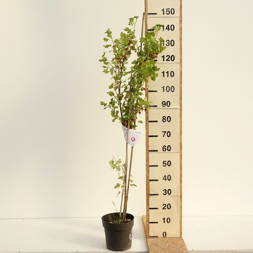 Exemplaar van Kruisbes Easycrisp® Lady Late Pot van 6 l/7 l, Stengel zoals geleverd in de zomer