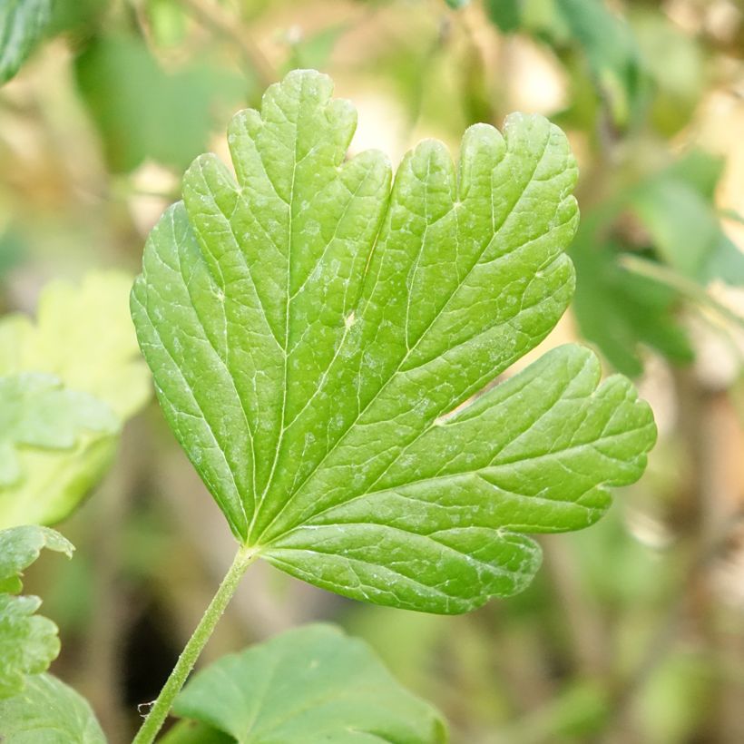 Kruisbes Easycrisp® Mme Sansouci (Blad)