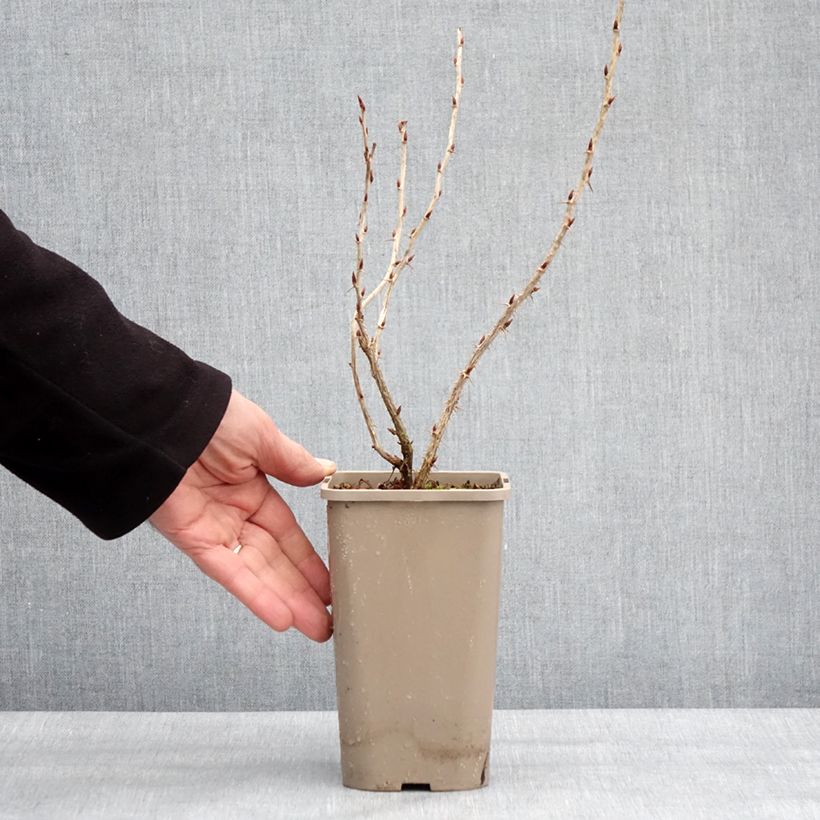 Exemplaar van Groseillier à maquereaux Easycrisp Mme Sansouci Pot van 1,5 l/2 l, Pol zoals geleverd in de winter