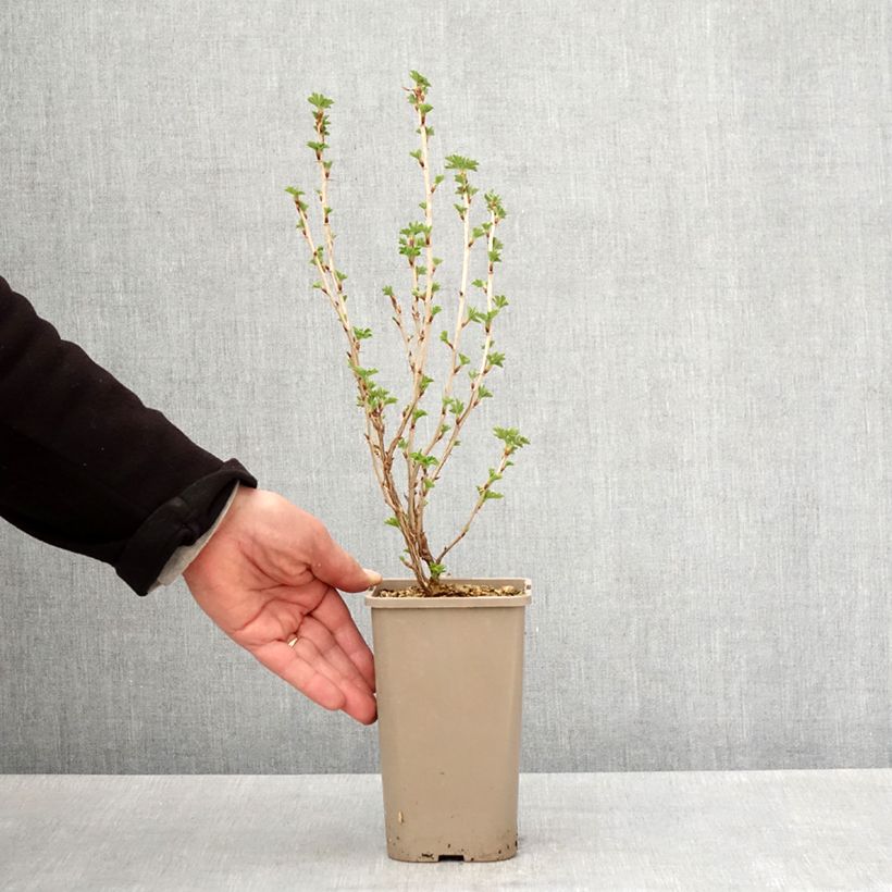 Exemplaar van Kruisbes Easycrisp® Mme Sansouci Pot van 1,5 l/2 l, Pol zoals geleverd in de lente