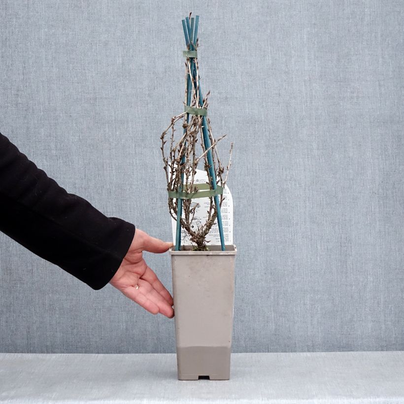 Exemplaar van Kruisbes Freedonia Pot van 1,5 l/2 l zoals geleverd in de lente