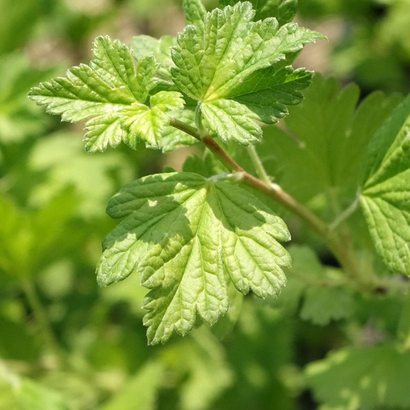 Kruisbes Freedonia (Blad)