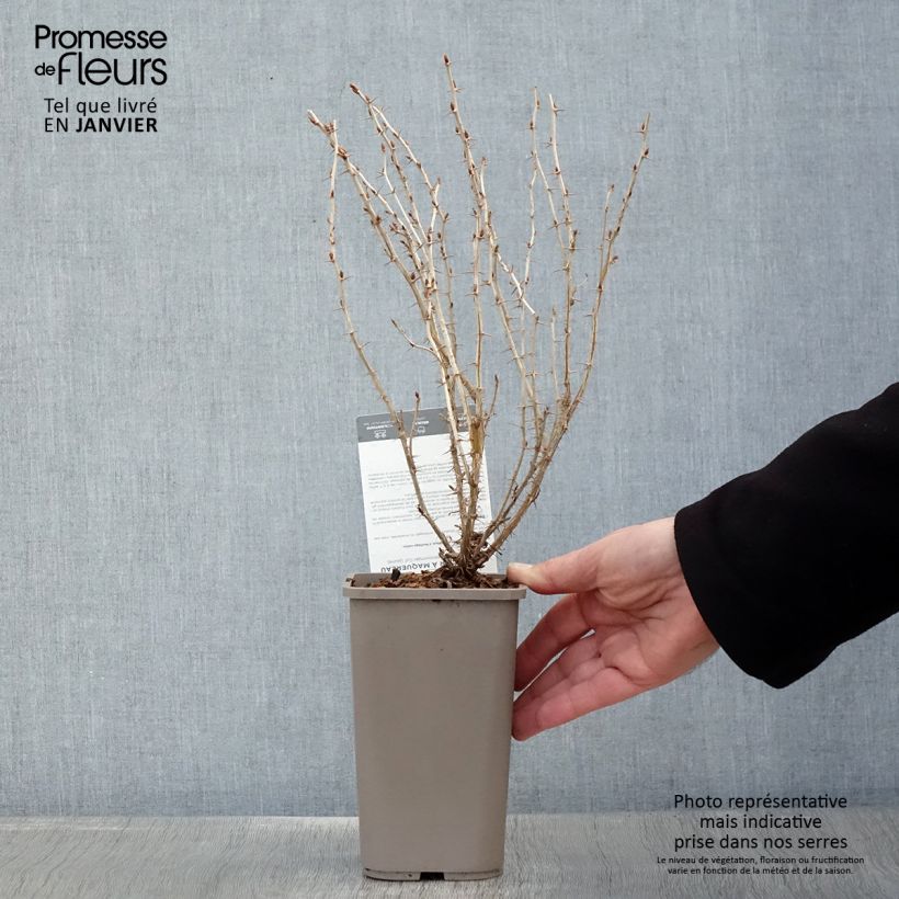 Exemplaar van Groseillier à maquereaux Hinnonmaki Yellow - Ribes uva-crispa  Pot van 1,5 l/2 l zoals geleverd in de winter