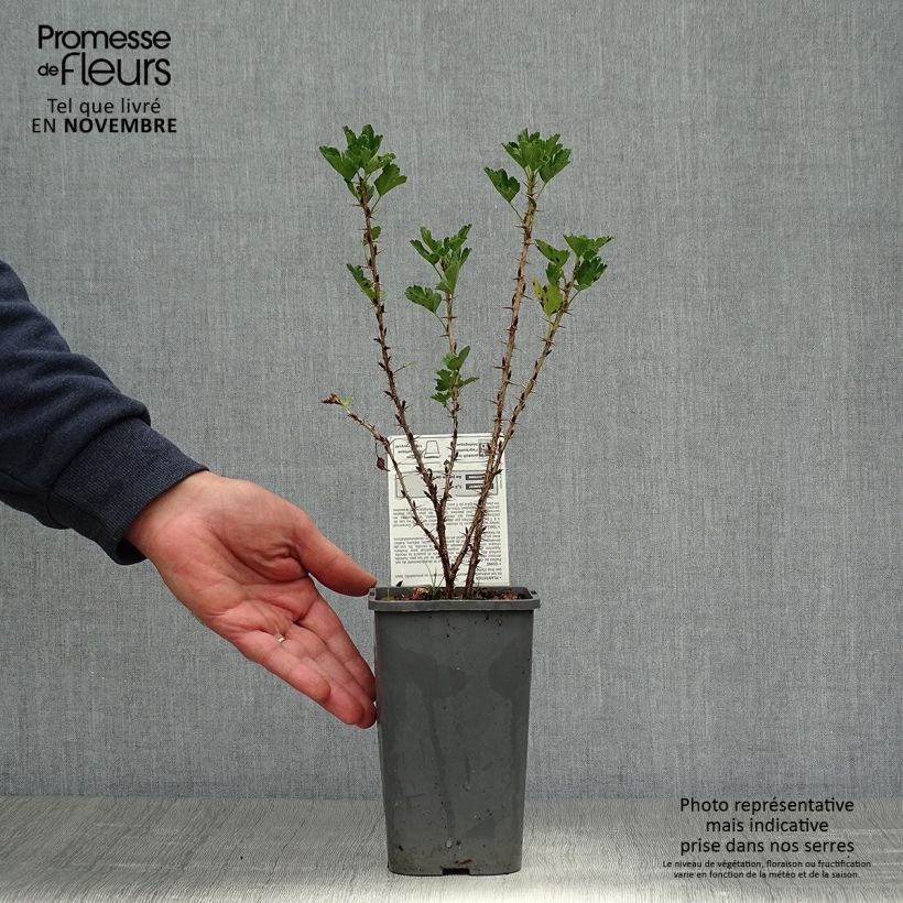 Exemplaar van Kruisbes Hinnonmäki Röd BIO Pot van 1,5 l/2 l, Struik zoals geleverd in de herfst