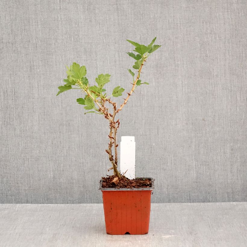 Exemplaar van Kruisbes Hinnonmäki Röd Kweekpotje van 8/9 cm zoals geleverd in de herfst