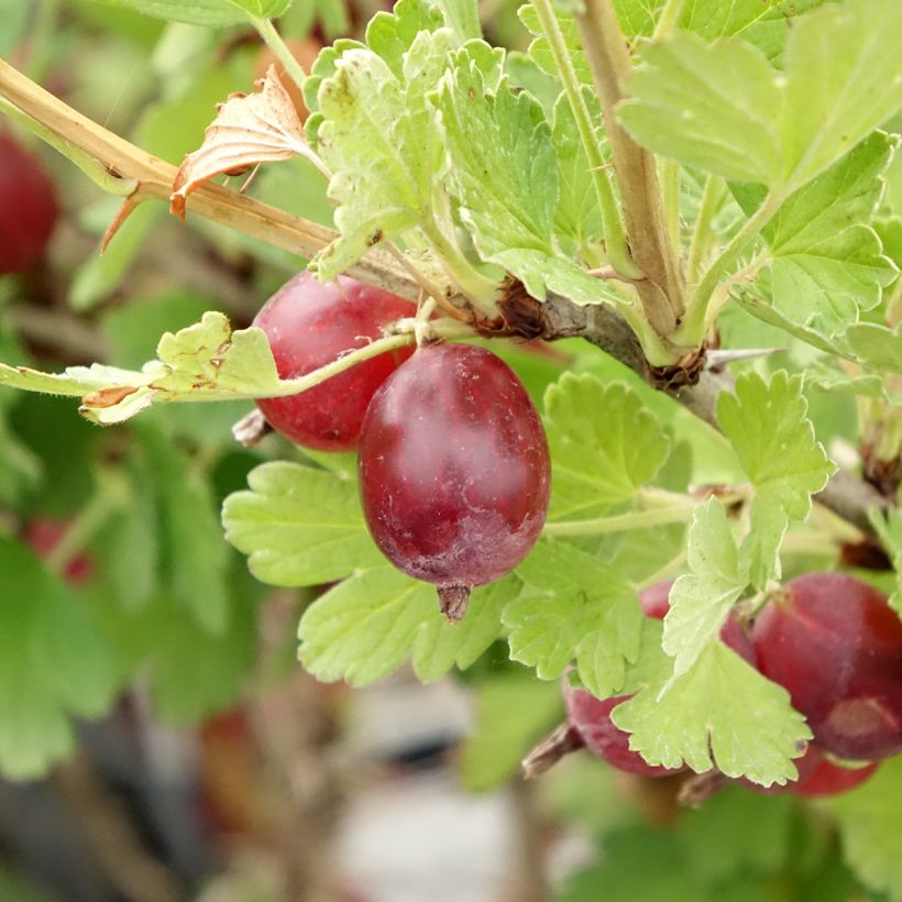 Kruisbes Hinnonmäki Röd (Oogst)