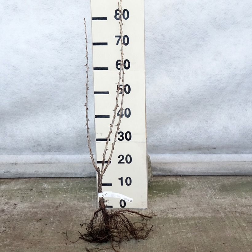 Exemplaar van Kruisbes Hinnonmäki Röd Naakte wortel, Struik zoals geleverd in de winter