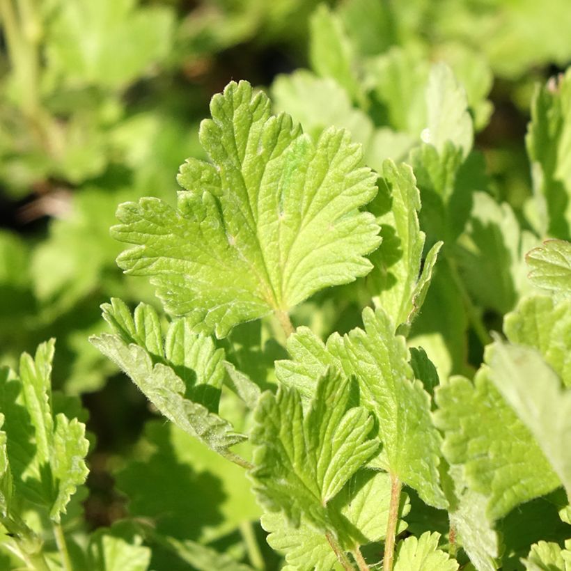 Kruisbes Hinnonmäki Grün (Blad)