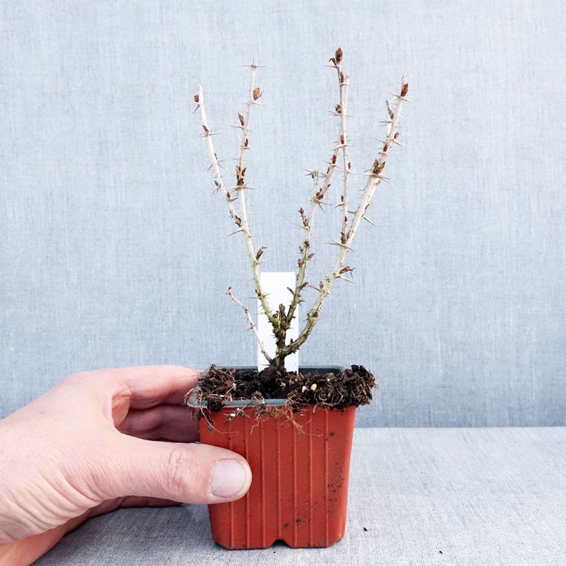 Exemplaar van Kruisbes Hinnonmäki Grün Kweekpotje van 8/9 cm zoals geleverd in de winter