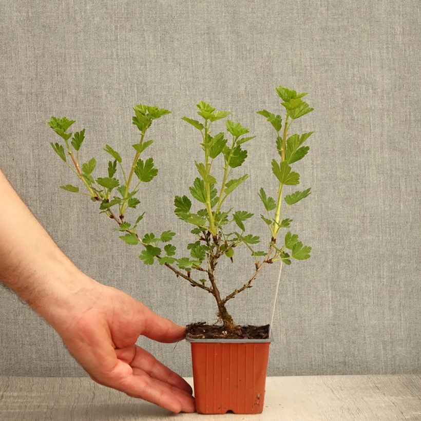 Exemplaar van Kruisbes Hinnonmäki Grün Kweekpotje van 8/9 cm zoals geleverd in de lente