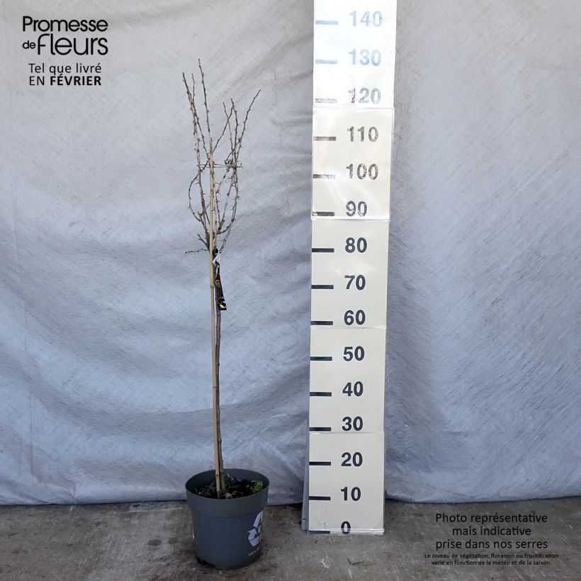 Exemplaar van Kruisbes Mucurines Pot van 6 l/7 l, Stengel zoals geleverd in de winter