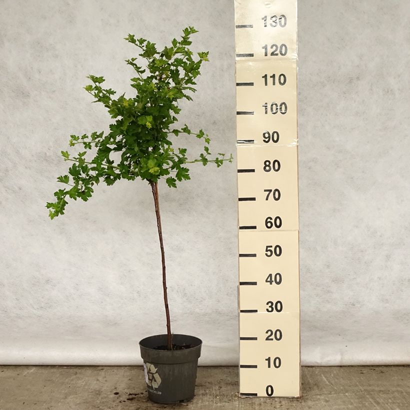 Exemplaar van Kruisbes Mucurines Pot van 6 l/7 l, Stengel zoals geleverd in de lente