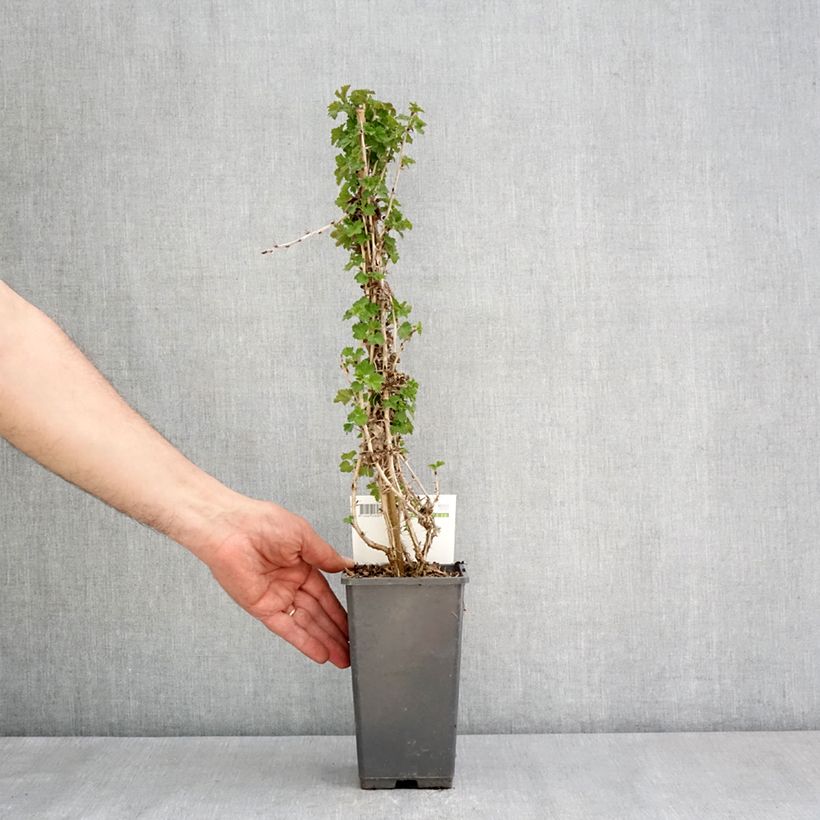 Exemplaar van Kruisbes Tatjana Pot van 1,5 l/2 l, Pol zoals geleverd in de lente