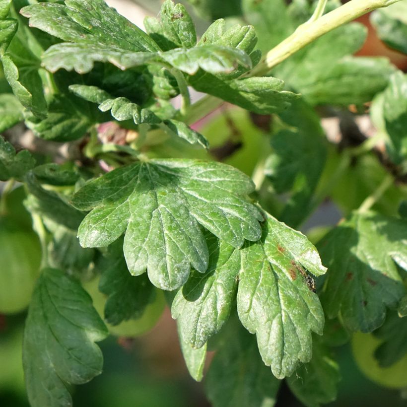 Kruisbes Tatjana (Blad)