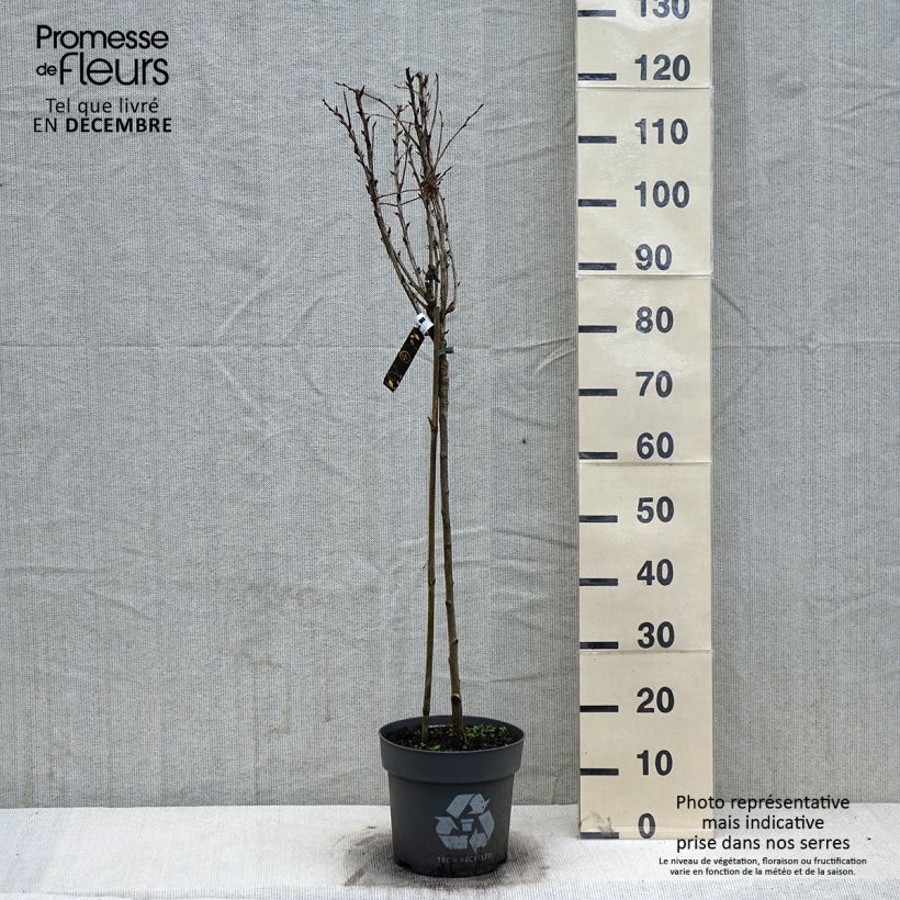 Exemplaar van Kruisbes Tatjana Pot van 6 l/7 l, Stengel zoals geleverd in de winter