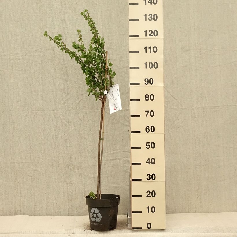 Exemplaar van Kruisbes Tatjana Pot van 6 l/7 l, Stengel zoals geleverd in de lente