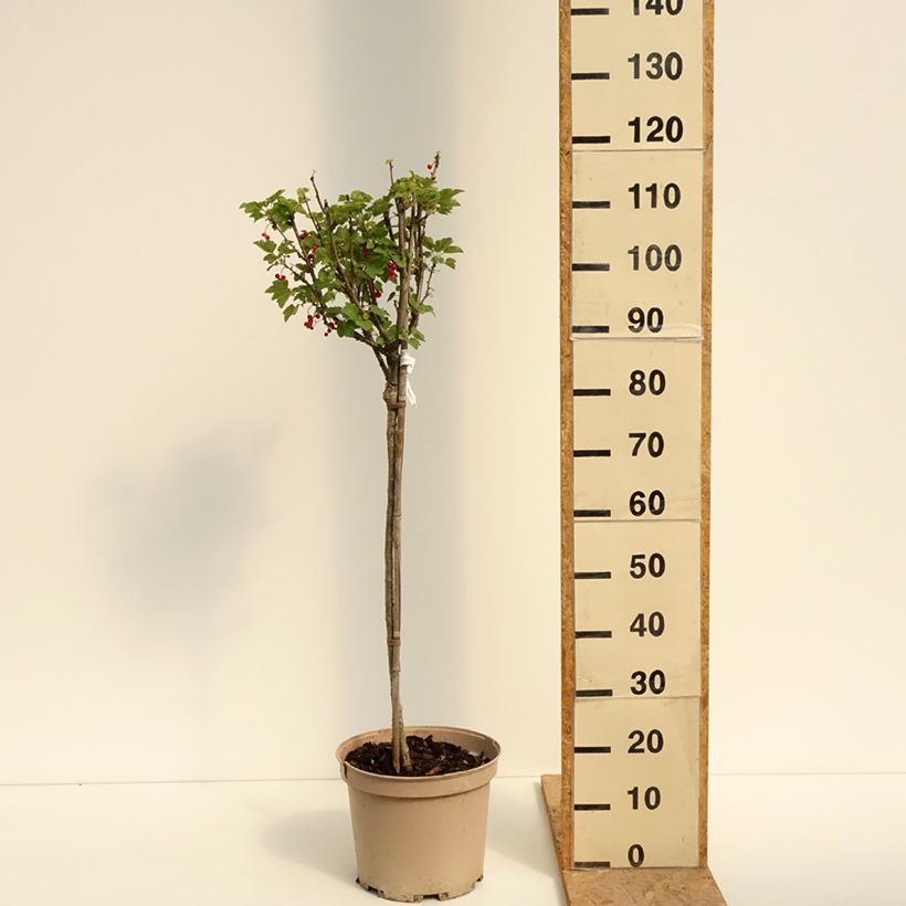 Exemplaar van Rode bes Agate Rouge Georges Delbard Pot van 7,5 l/10 l, Kwartstam zoals geleverd in de zomer