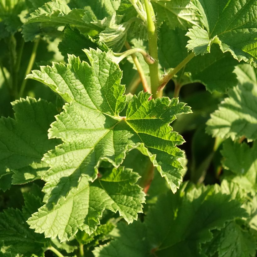 Rode aalbes Red Lake Georges Delbard (Blad)