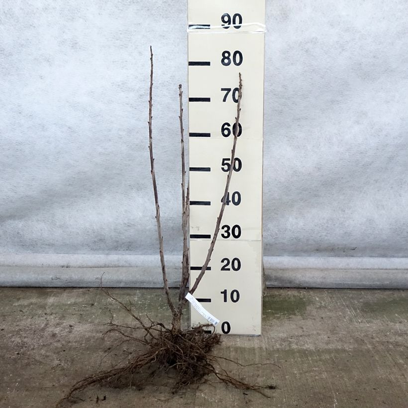 Exemplaar van Rode aalbes Red Lake Georges Delbard Naakte wortel, Struik zoals geleverd in de winter