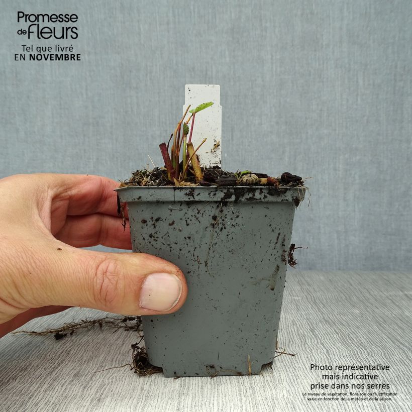 Exemplaar van Althaea officinalis - Heemst Kweekpotje van 8/9 cm zoals geleverd in de herfst