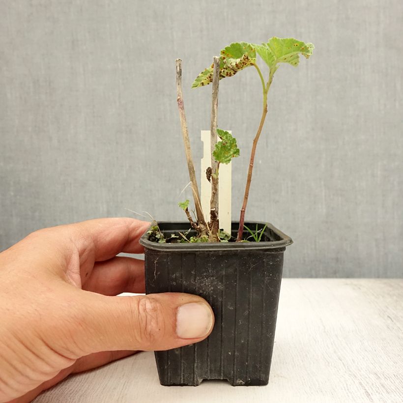 Exemplaar van Althaea officinalis - Heemst Kweekpotje van 8/9 cm zoals geleverd in de zomer