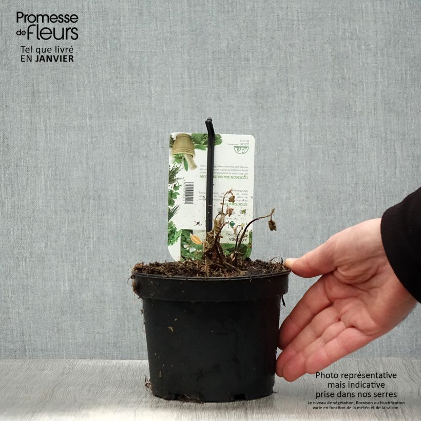 Example of Guimauve officinale - Althaea officinalis Pot van 1,5 l/2 l as you get in hiver