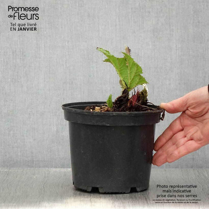 Example of Gunnera manicata - Mammoetblad Pot van 3 l/4 l as you get in hiver