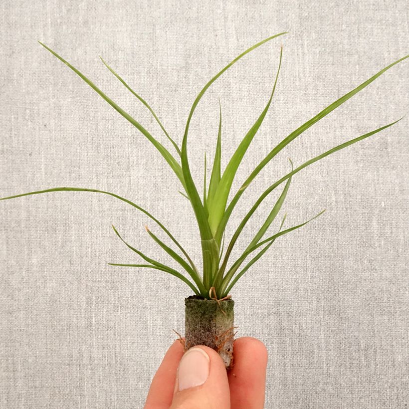 Example of Guzmania Alerta Mini-plante as you get in printemps