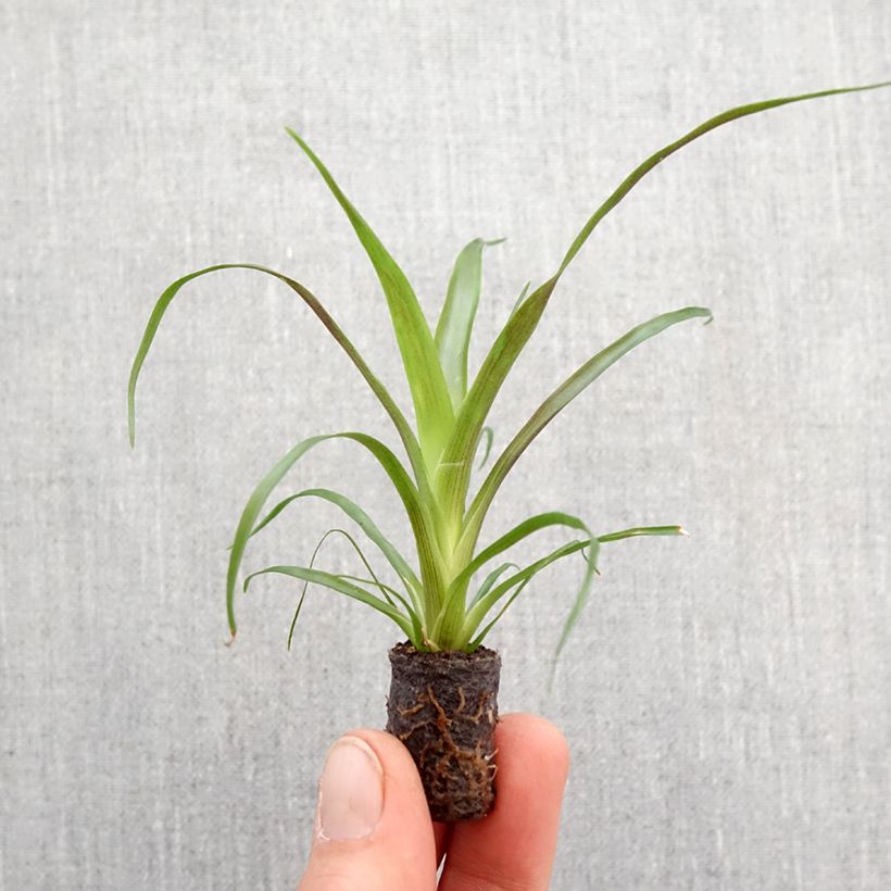 Example of Guzmania Calypso Mini-plante as you get in printemps