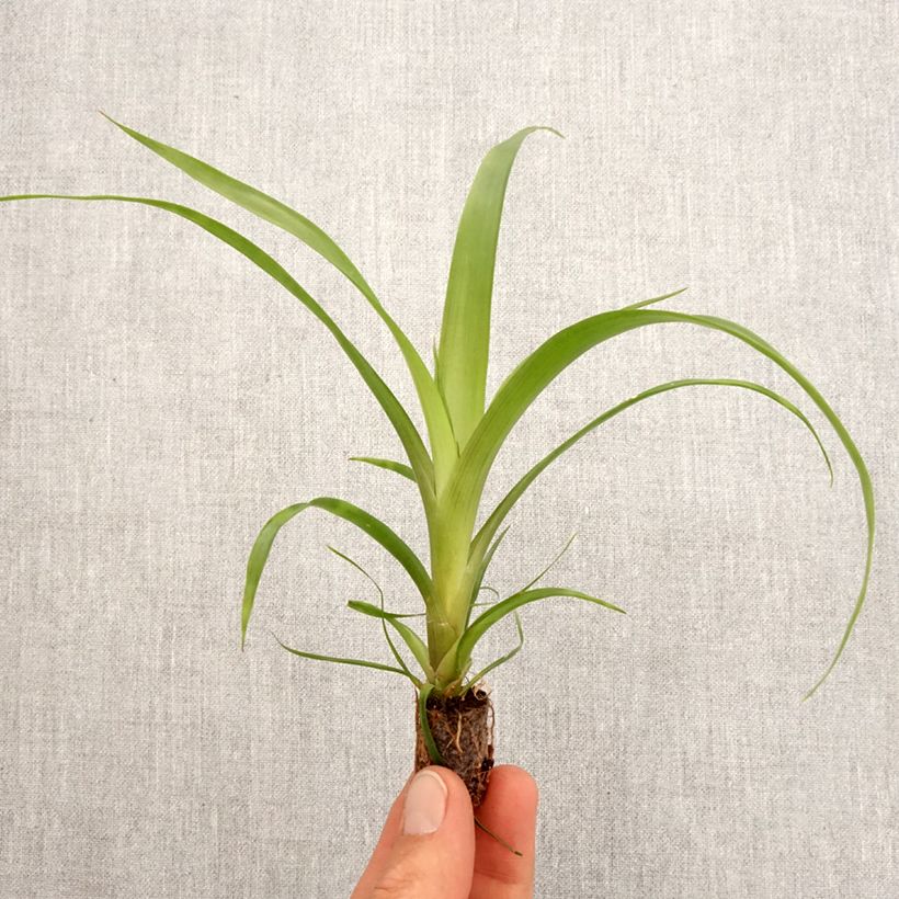 Example of Guzmania Filou Mini-plante as you get in printemps