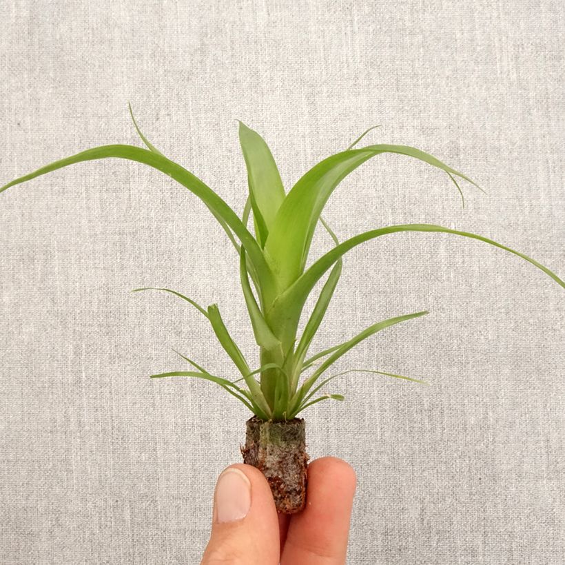Example of Guzmania Hilda - Luchtbromelia Mini-plante as you get in printemps