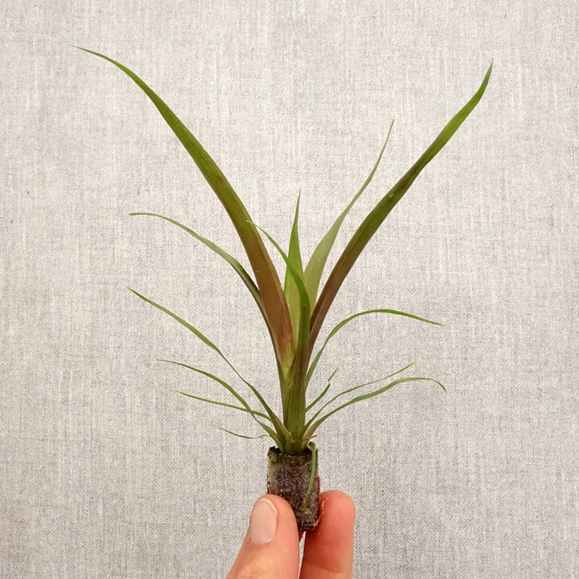 Example of Guzmania Loja Mini-plante as you get in printemps