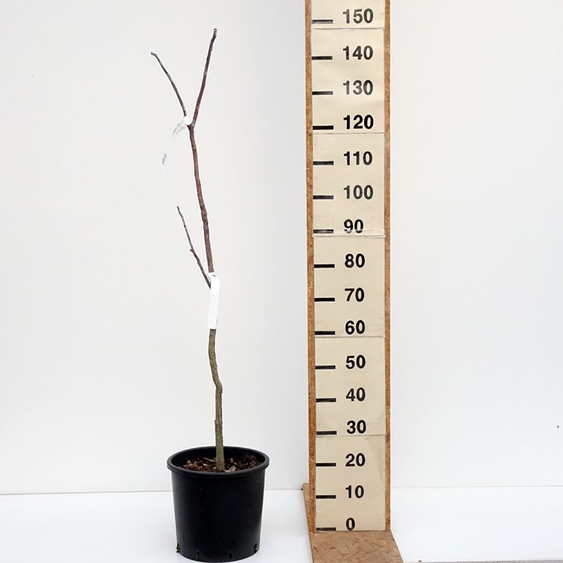 Exemplaar van Gymnocladus dioica - Doodsbeenderenboom Pot van 12 l/15 l zoals geleverd in de herfst
