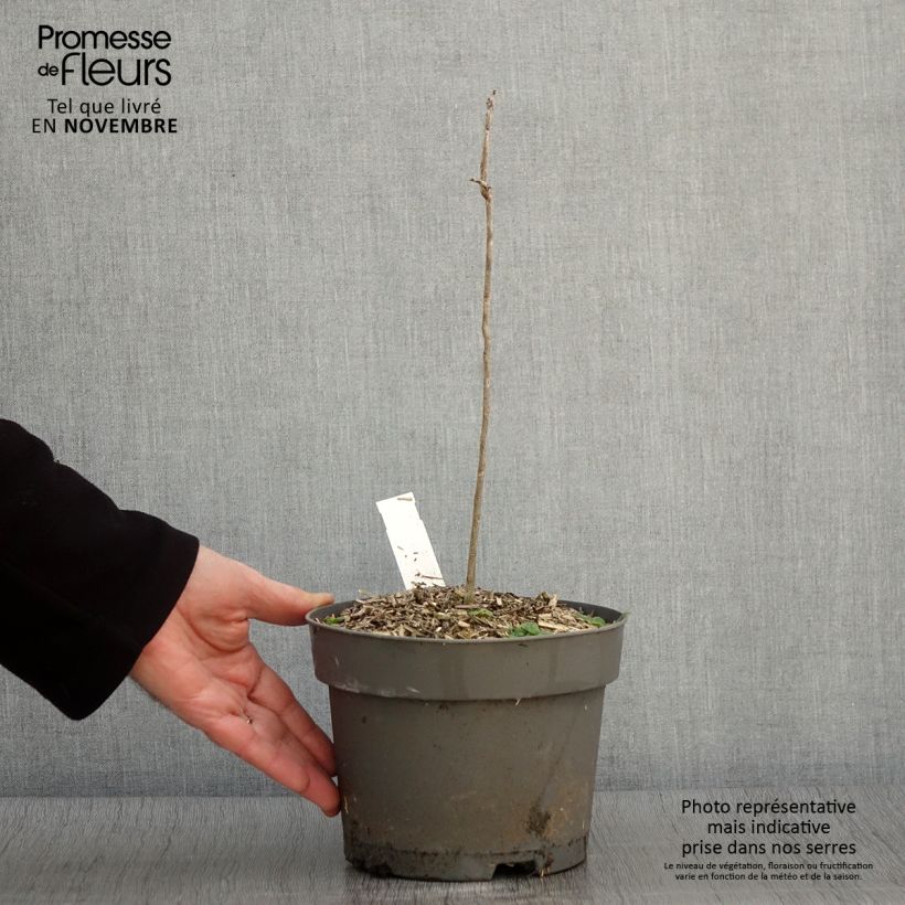 Exemplaar van Gymnocladus dioica - Doodsbeenderenboom Pot van 2 l/3 l zoals geleverd in de herfst