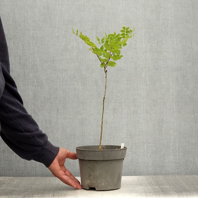 Exemplaar van Gymnocladus dioica - Doodsbeenderenboom Pot van 2 l/3 l zoals geleverd in de zomer
