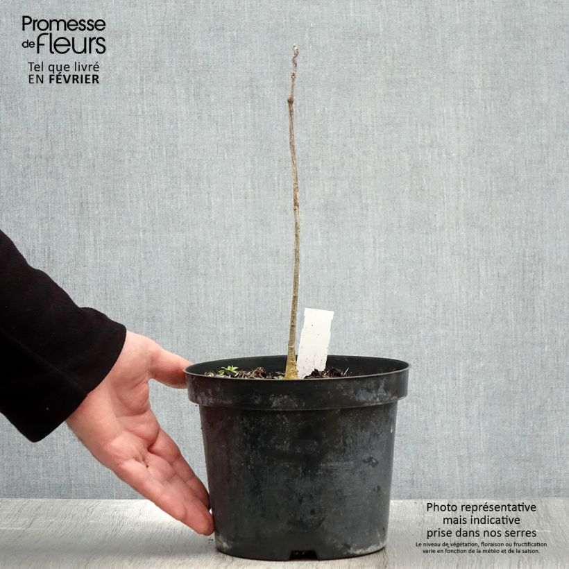 Example of Gymnocladus dioica - Chicot du Canada Pot van 2 l/3 l as you get in hiver