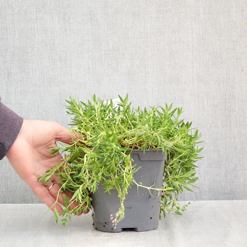 Example of Gypsophila repens Rosa Schönheit - Gypsophile rampant Pot van 2 l/3 l as you get in automne