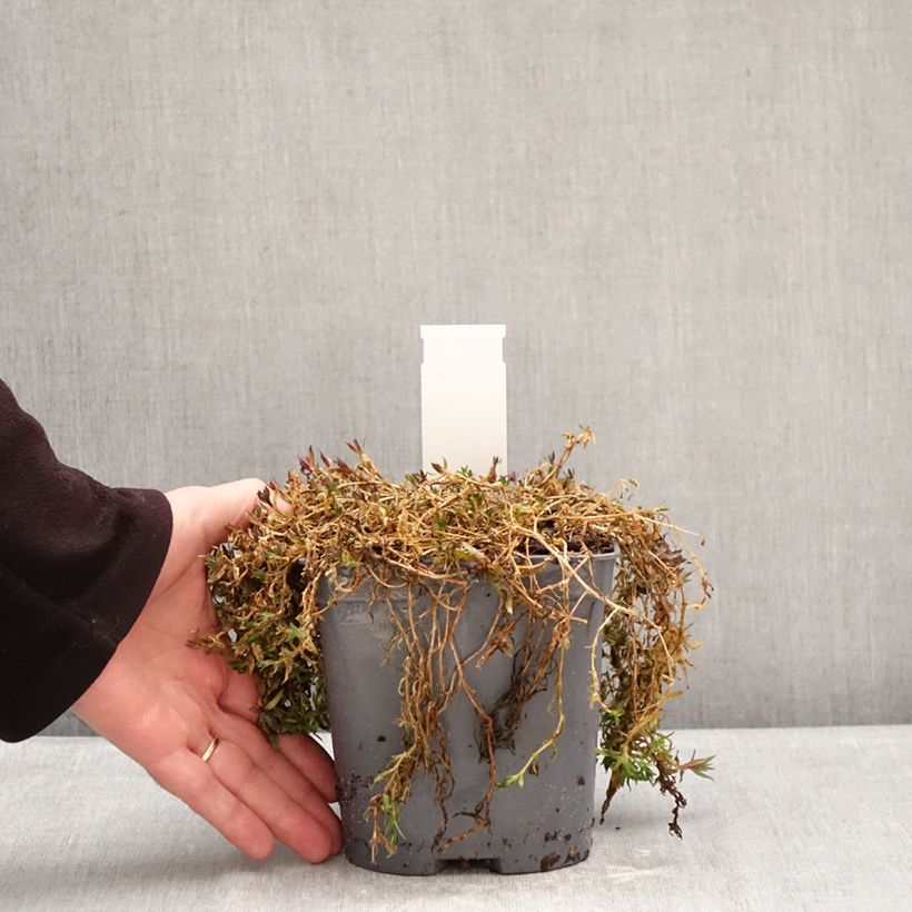 Exemplaar van Gypsophila repens Rosa Schönheit - Kruipend gipskruid Pot van 2 l/3 l zoals geleverd in de winter