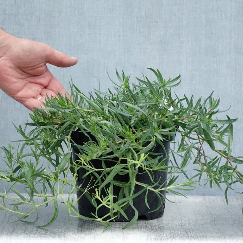 Exemplaar van Gypsophila Rosenschleier - Bruidssluier Pot van 2 l/3 l zoals geleverd in de zomer