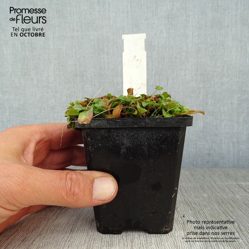Exemplaar van Gypsophila cerastioides - Gipskruid Kweekpotje van 8/9 cm zoals geleverd in de herfst