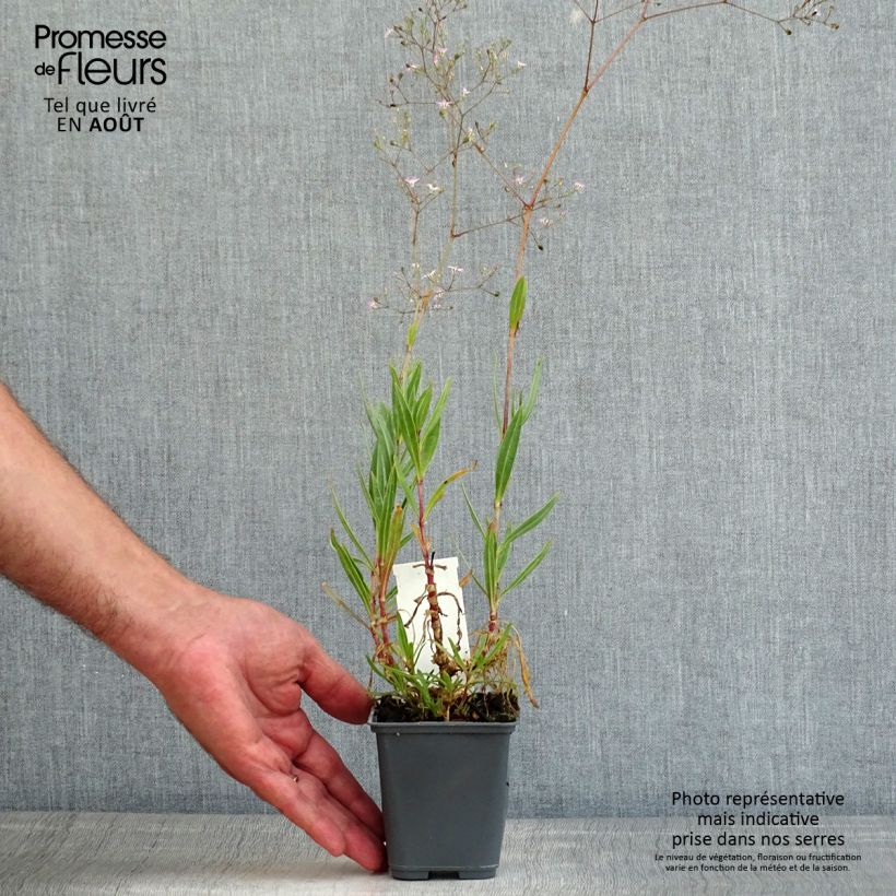 Exemplaar van Gypsophila pacifica - Gipskruid Kweekpotje van 8/9 cm zoals geleverd in de zomer