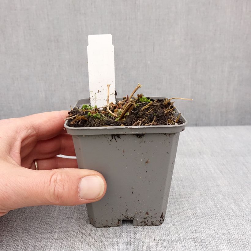 Example of Gypsophile paniculé Snow Flake - Gypsophila paniculata Kweekpotje van 8/9 cm as you get in hiver