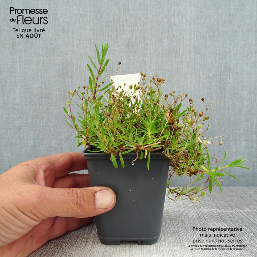 Exemplaar van Gypsophila repens White Angel - Kruipend gipskruid Kweekpotje van 8/9 cm zoals geleverd in de zomer