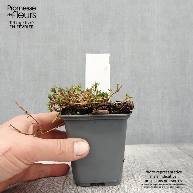 Example of Gypsophile rampant - Gypsophila repens White Angel Kweekpotje van 8/9 cm as you get in hiver