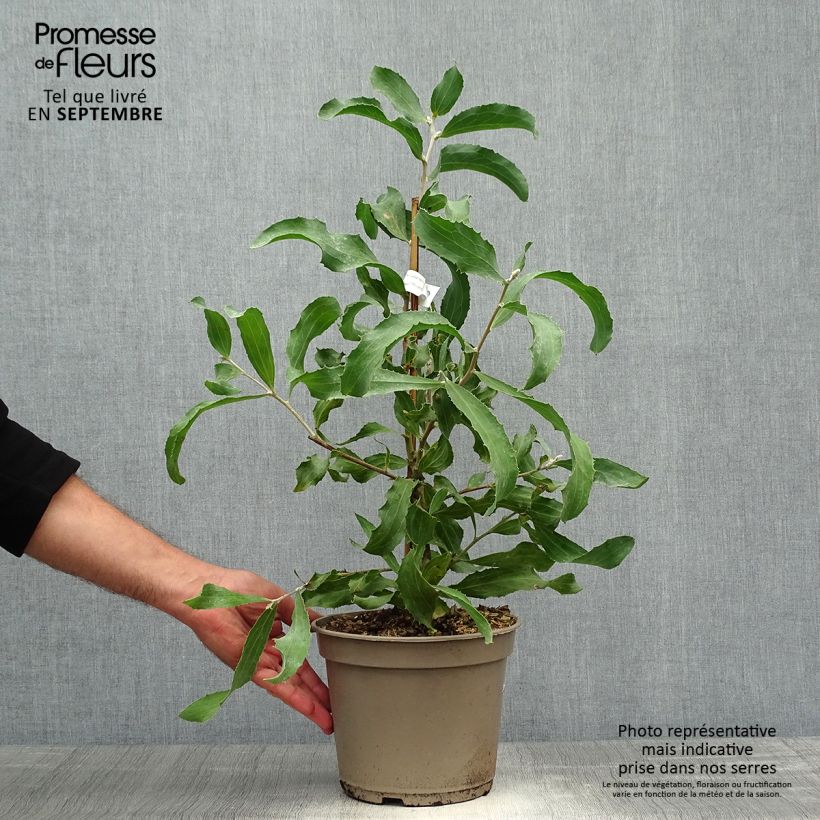 Exemplaar van Hakea victoria - Hakea victoria Pot van 4 l/5 l zoals geleverd in de herfst