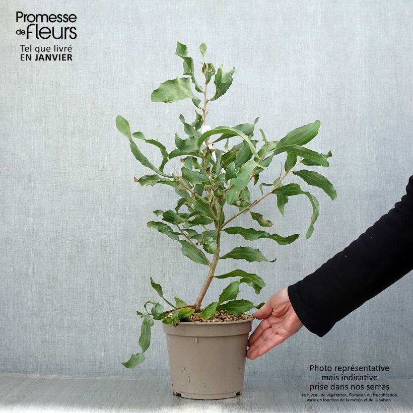 Example of Hakea victoria - Hakea victoria Pot van 4 l/5 l as you get in hiver